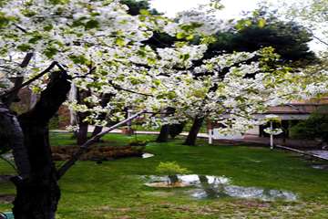 بهار در قاب دانشگاه علوم بهزیستی و توانبخشی